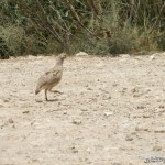 پرنده‌های قاچاق به کشورهای عربی نرسید/ کشف ۱۹۰ پرنده توسط سپاه بوشهر
