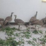کشف ۳۰ قطعه پرنده هوبره در شهرستان کنگان