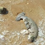بچه کوسه‌های دم بریده در ساحل بندر کنگان