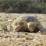 اجرای طرح پایش لاکپشت های دریایی لانه گزین در مناطق حفاظت شده استان بوشهر با حمایت شرکت مبین انرژی ادامه دارد